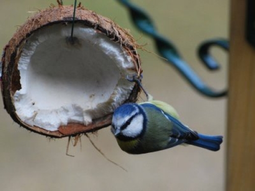 1337109629-Blue_Tit_on_Coconut_opt__1_.jpg