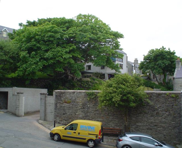 1372782040-LERWICK_TREES_001_opt.jpg