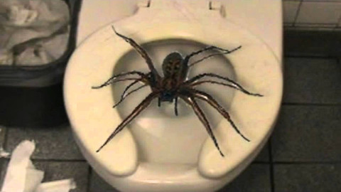 1445644974-Huntsman.jpg