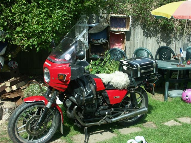 1456741039-Guzzi_006__Small_.JPG