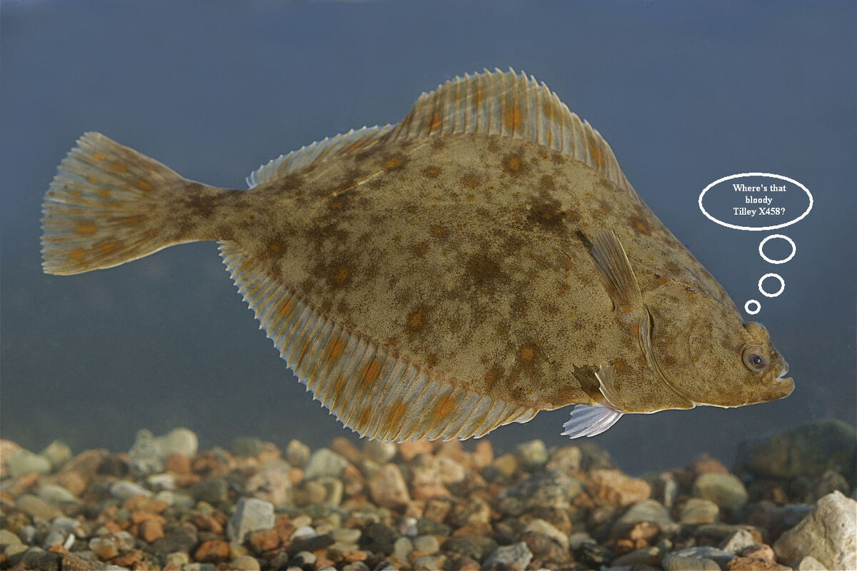 Flounder.jpg