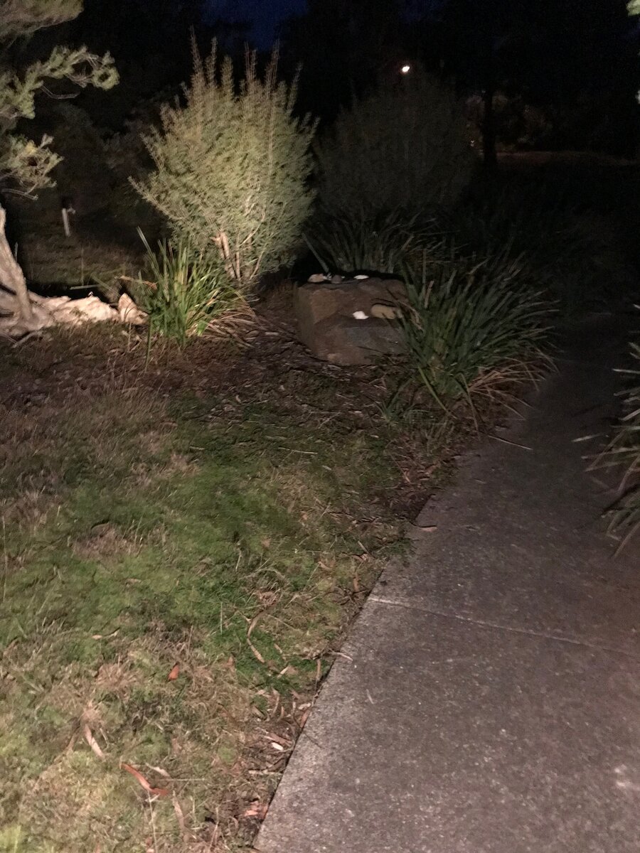 IMG_6119.jpeg