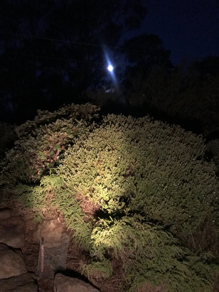 IMG_6120.jpeg