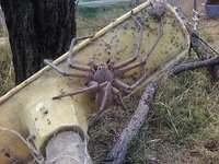 1445558784-spider.jpg
