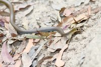 1445636508-whip.jpg