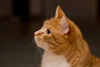 1454933277-IMG_3925_1.jpg