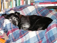 1454940440-Tidge_asleep_6_Feb_2016__Small_.jpg