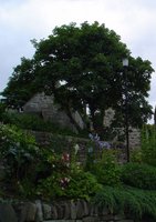 1372782058-LERWICK_TREES_003_opt.jpg