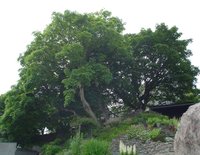 1372782101-LERWICK_TREES_009_opt.jpg