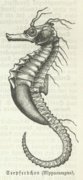 egdrach2.jpg