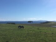 SIRPA'S SHETLAND PHOTOS 94.jpg