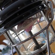 IMG_20210307_160533.jpg